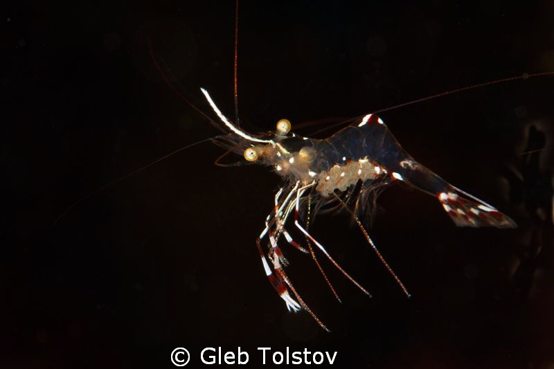 Shrimp by Gleb Tolstov 