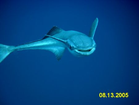 Happy Remora on my safety stop. Always trying to smile fo... by Lisa Habecker 