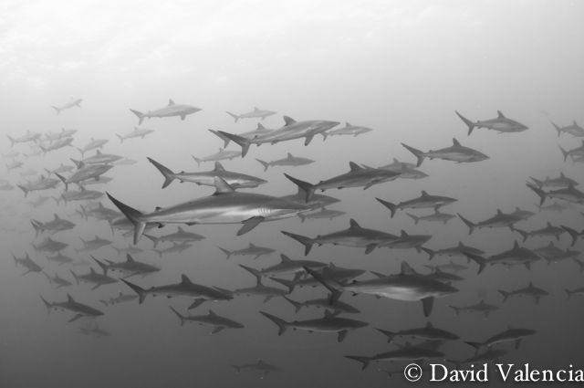 A school of Silky and Silvertip sharks that seasonally me... by David Valencia 