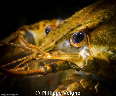 Crayfish by Philippe Velghe 