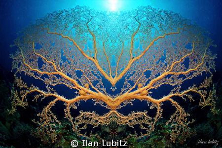 crazy gorgonian by Ilan Lubitz 