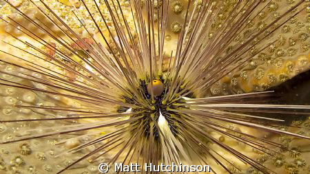 This Urchin shot was taken on one of my first attempts in... by Matt Hutchinson 
