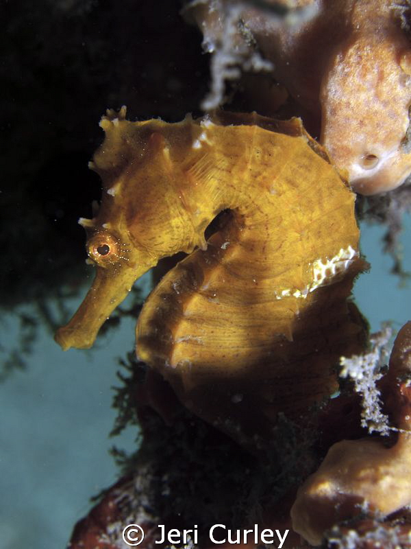 Seahorse find at Blue Heron! by Jeri Curley 