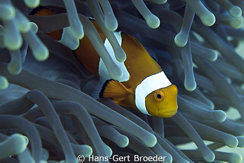 Clownfish,
Nemo
www.bunakenhans.com
Bunaken,Sulawesi,I... by Hans-Gert Broeder 