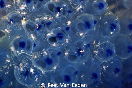 Nanofolk on Blue Choir Boys by Peet Van Eeden 