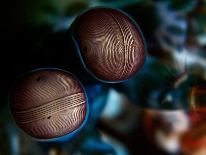 Eyes of Mantis Shrimp by Iyad Suleyman 