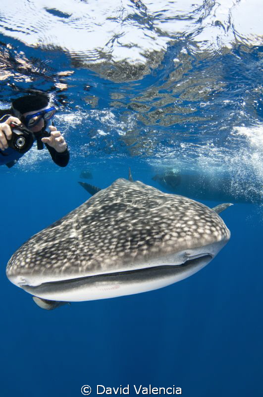 A curious whale shark swims with a lucky snorkeler. by David Valencia 
