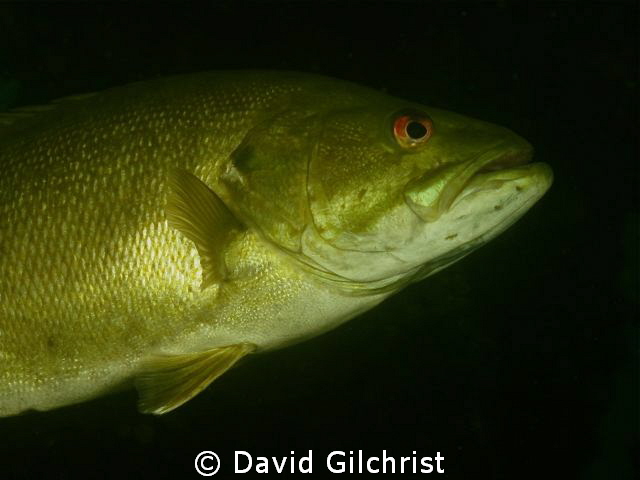 Bass beneath the Piers-one of the resident bass at the Sw... by David Gilchrist 