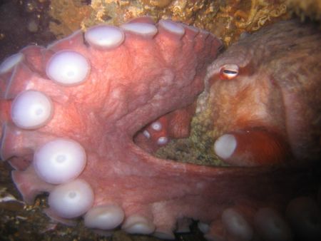 Giant Pacific red octopus resting in its den. Taken at Su... by Jessica Bunnell 