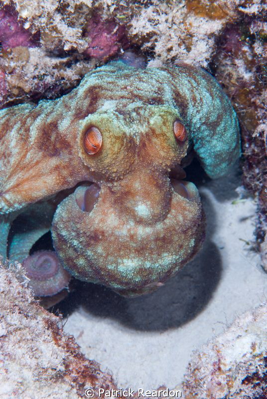 Octopus doing a very good alien impression on a night dive. by Patrick Reardon 