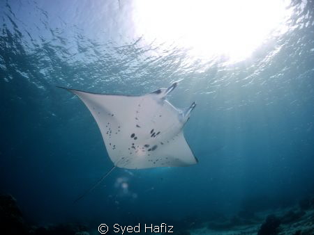 Snorkeling with manta ray. Sangalaki island. by Syed Hafiz 