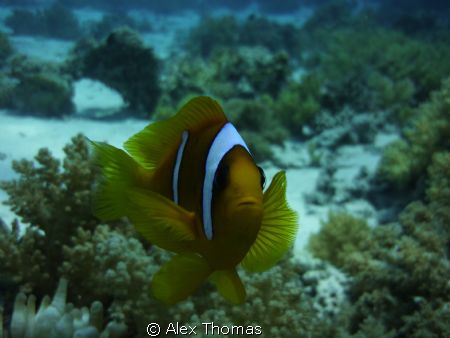 Inquisitive Clown Fish by Alex Thomas 