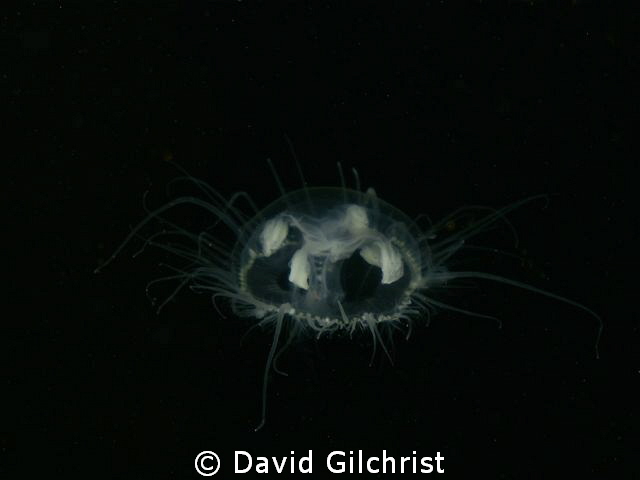 A species of 'Freshwater Jellyfish', although not a true ... by David Gilchrist 