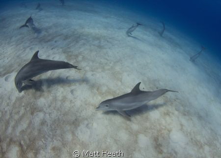 A group of about 20 bottlenosed dolphins crater feeding. by Matt Heath 