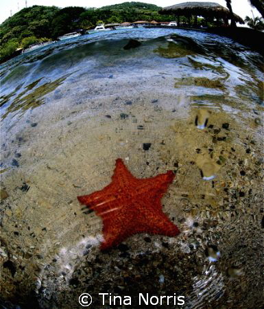 Starfish by Tina Norris 