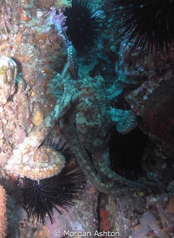 Octopus on Farnsworth Reef, Catalina. by Morgan Ashton 