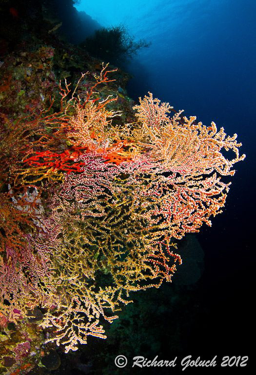 Multi color Gorgonian Sea Fan-Weda Bay,Halmahera by Richard Goluch 