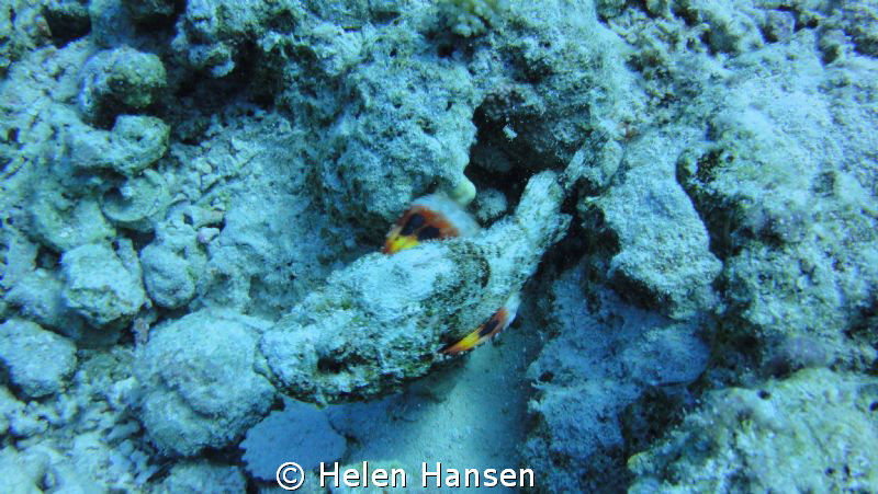 Stone fish by Helen Hansen 