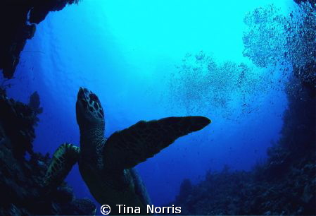 Sea Turtle by Tina Norris 