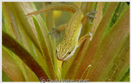 hey - here I am....
Newt in the pond by Claudia Weber-Gebert 