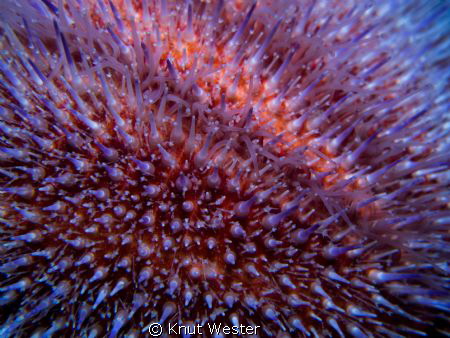a close up on a sea urchin by Knut Wester 