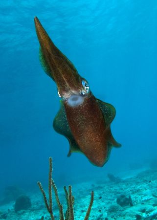 This curious reef squid happily posed for the camera. Sho... by Maryke Kolenousky 