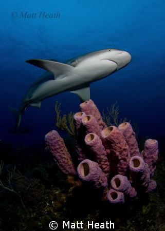 Reef Shark on a beautiful Bahamas Reef by Matt Heath 