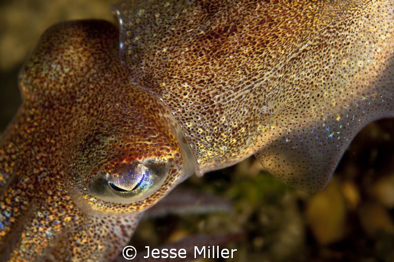 Close-up Macro - Stubby Squid by Jesse Miller 