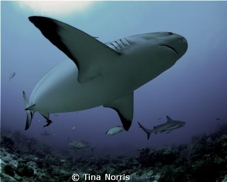 Reef Shark by Tina Norris 