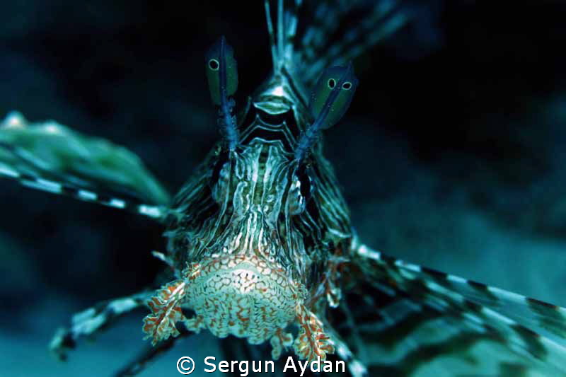 lion fish portraid by Sergun Aydan 