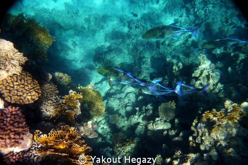bluefin trevally by Yakout Hegazy 