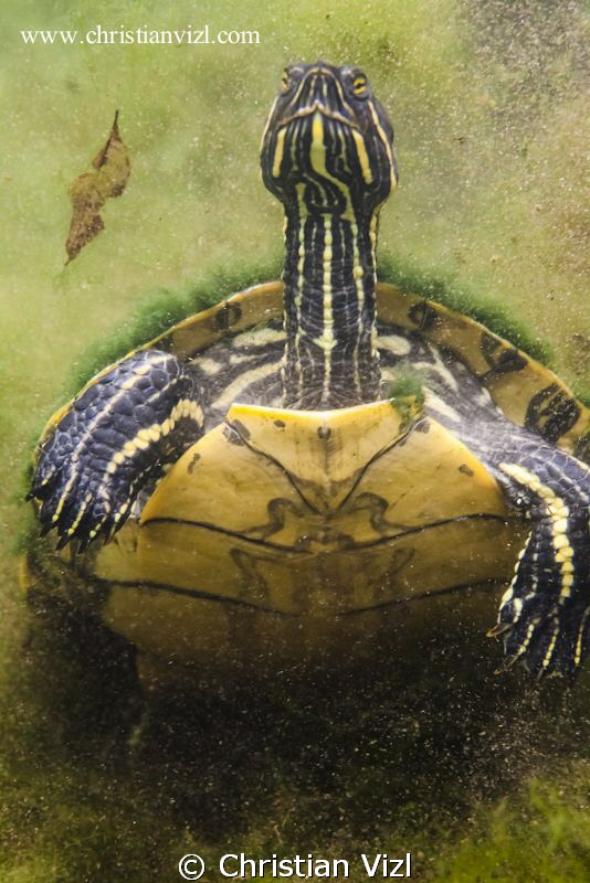 Turtle at Cenote Chikin Ha, Quintana Roo, Mexico.
 by Christian Vizl 