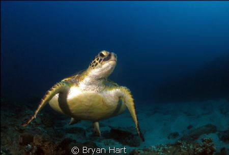 friendly turtle at Antons Reef Sodwana bay! by Bryan Hart 