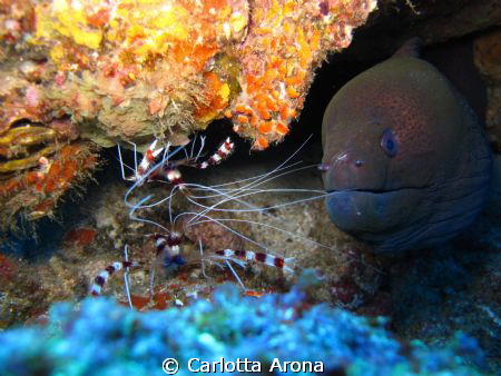 What's up mate??! Moray eel and cleaner boxer shrimps (on... by Carlotta Arona 