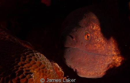 Moray nicely lit in Shadow by James Laker 