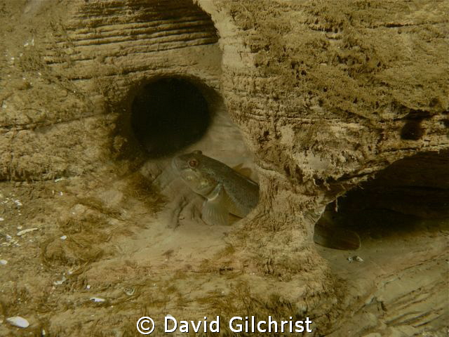Goby Cavern-Beneath the Swing Bridge Piers, in the clay b... by David Gilchrist 