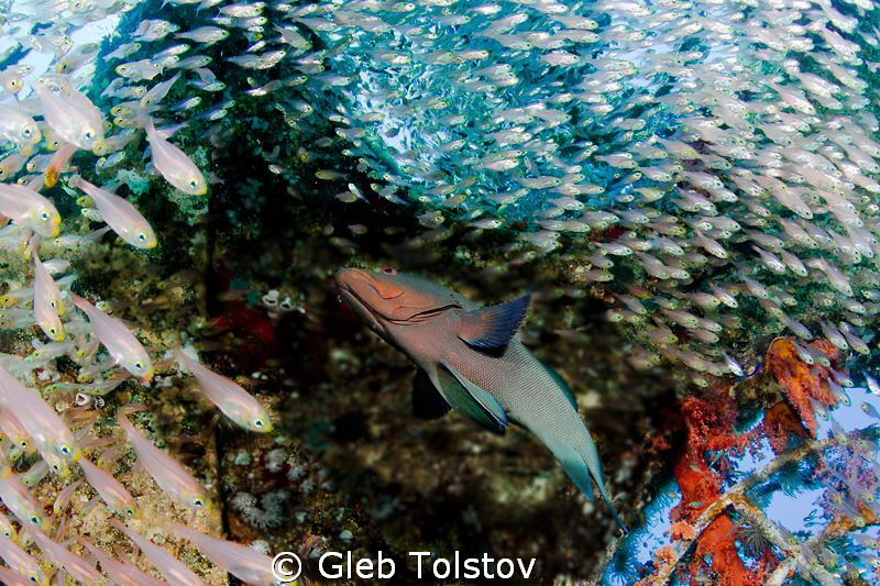 Red mouth grouper and glass fish by Gleb Tolstov 