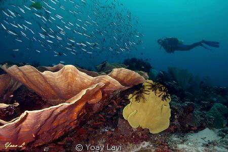 corals and diver by Yoav Lavi 