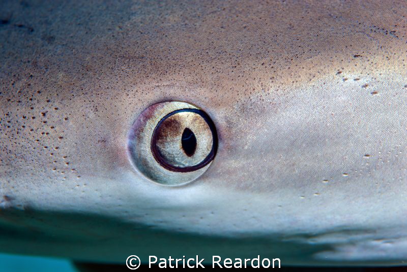 Up close with a shark.  Very happy with the details in th... by Patrick Reardon 