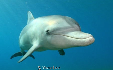 Young Dolphin by Yoav Lavi 