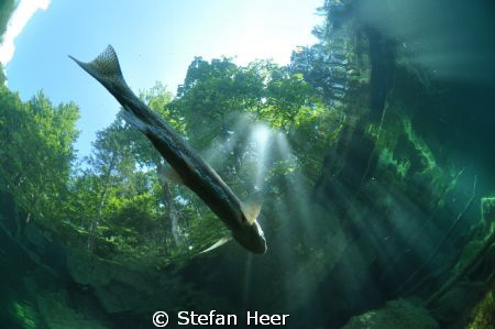 A little mountain lake! Clear 8° water an a huge trout. N... by Stefan Heer 