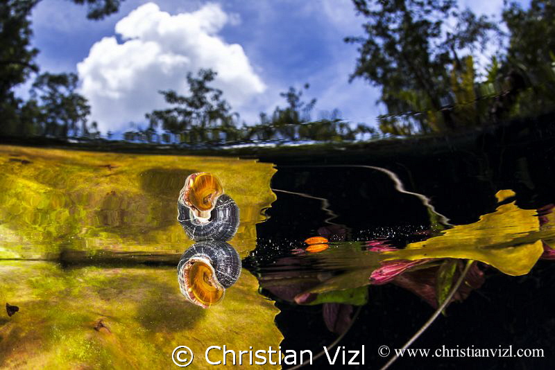Snail and water plants at a mexican cenote.
 by Christian Vizl 