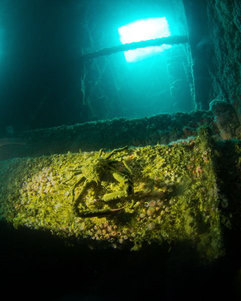 Deep down within the HMCS Yukon a Sheep Crab lurks in the... by Matthew Fischbach 