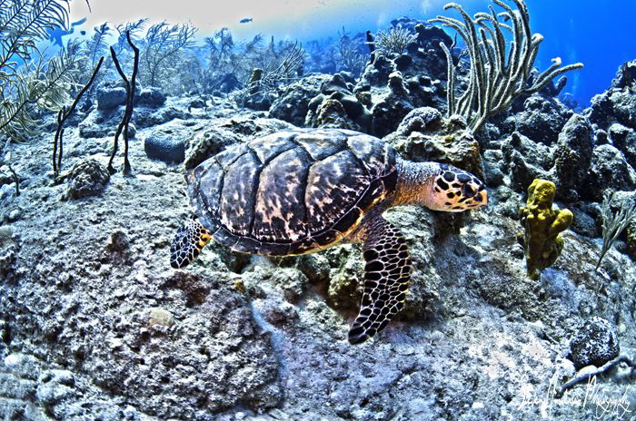 This turtle is on the move across the reef after being st... by Steven Anderson 