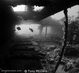 Early morning dive on the Kingston wreck, this small swin... by Tony Mccann 