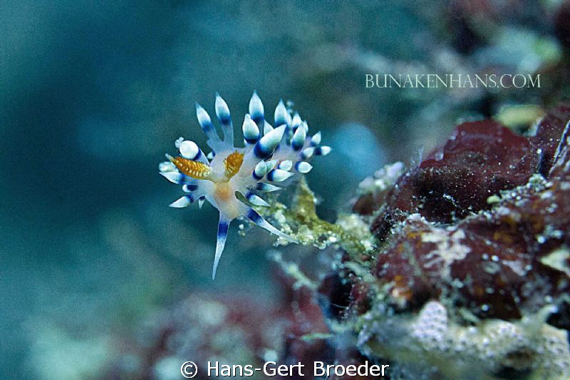 Flabelina Nudibranch
Bunaken,Sulawesi,Indonesia, 
Nikon... by Hans-Gert Broeder 