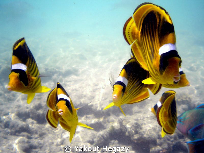 Striped butterflyfish by Yakout Hegazy 