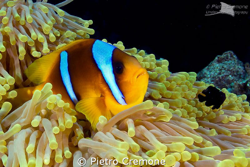 Friends.. 
a clownfish and a little domino damsel sharin... by Pietro Cremone 