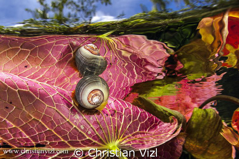 Snail and Water plants at a mexican Cenote. by Christian Vizl 