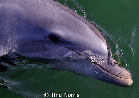 Dolphin by Tina Norris 